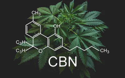 Le CBN : un cannabinoïde aux propriétés prometteuses